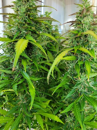 Growreport Bild 9