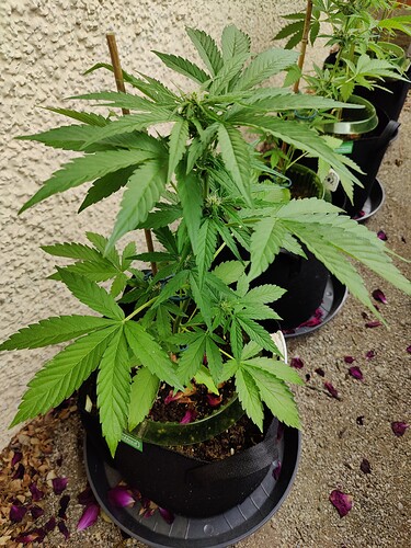 Growreport Bild 8