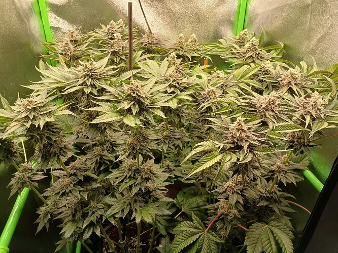 Growreport Bild 20