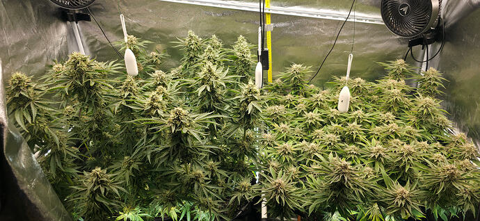 Growreport Bild 56