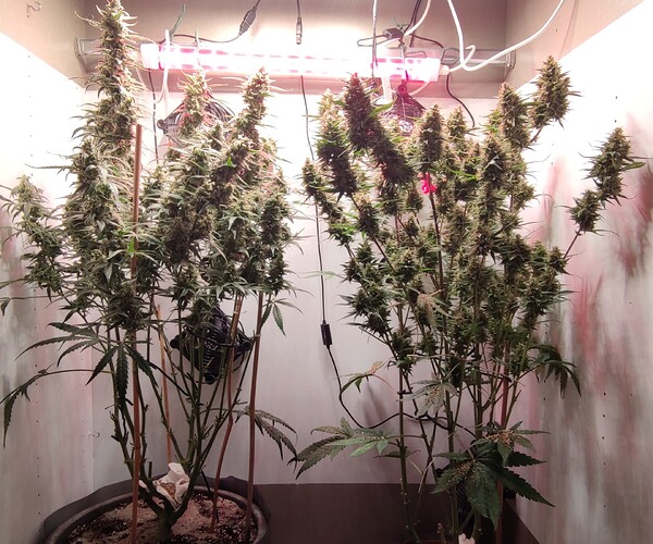 Growreport Bild 34