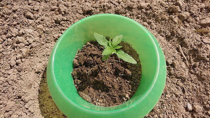 Growreport Bild 33