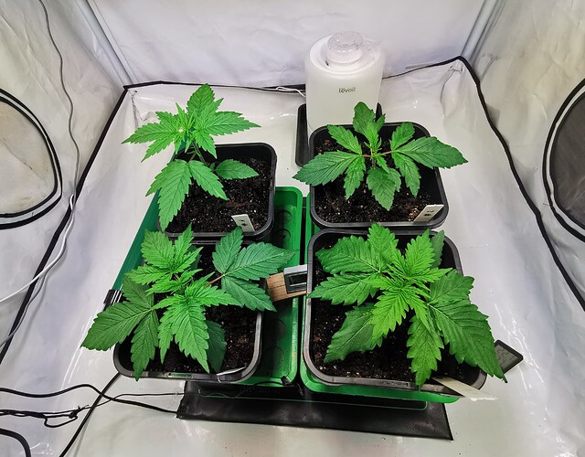 Growreport Bild 9