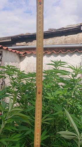 Growreport Bild 20