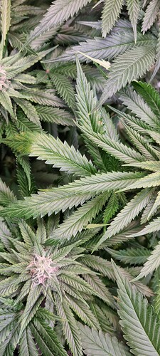 Growreport Bild 2