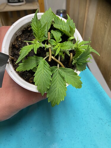 Growreport Bild 45