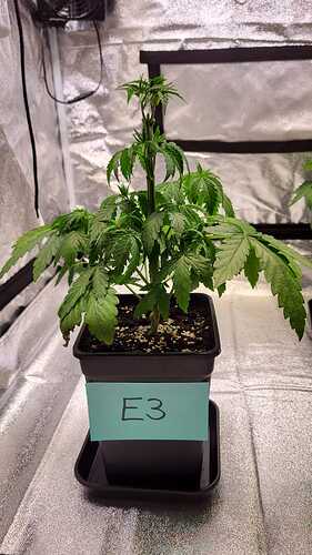 Growreport Bild 12