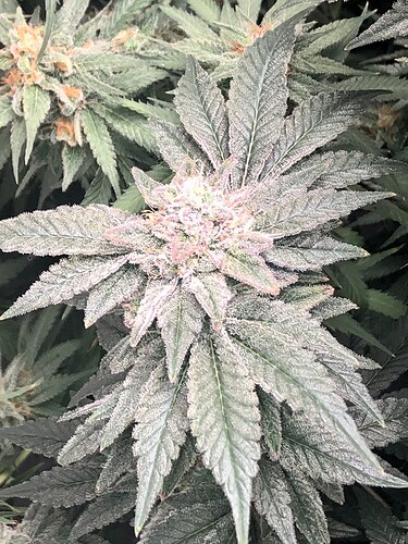 Growreport Bild 4
