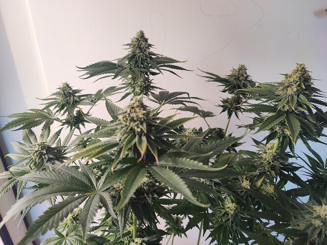 Growreport Bild 7