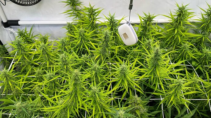 Growreport Bild 5
