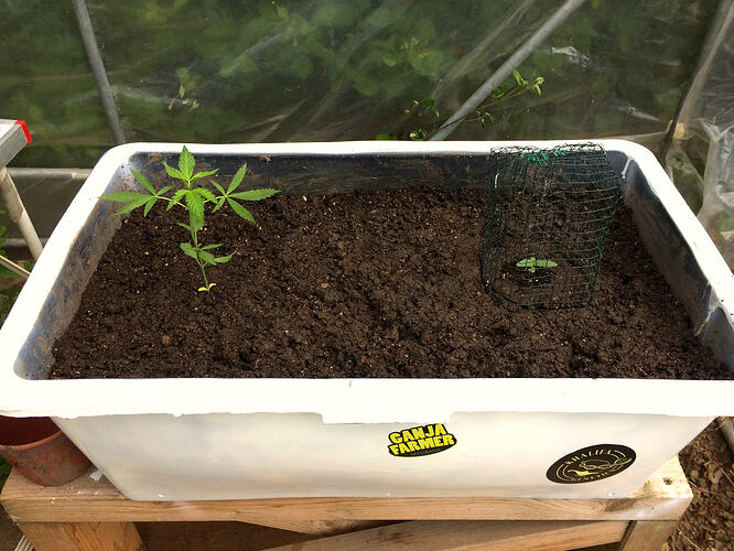 Grow26_0714_01