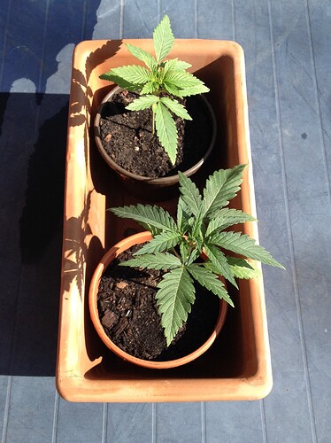 Zwei junge Cannabispflanzen in Töpfen, die in einem länglichen Pflanzkasten stehen.