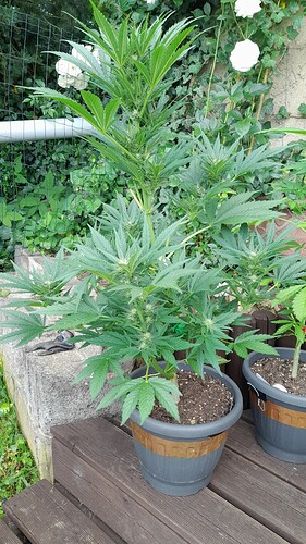Growreport Bild 3