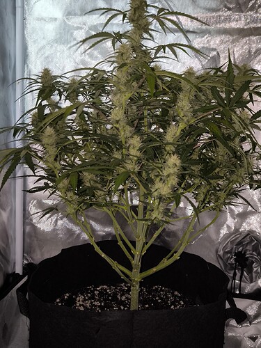 Growreport Bild 2