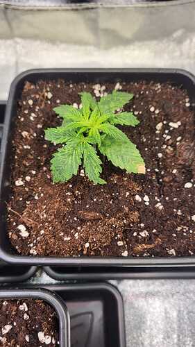 Growreport Bild 33