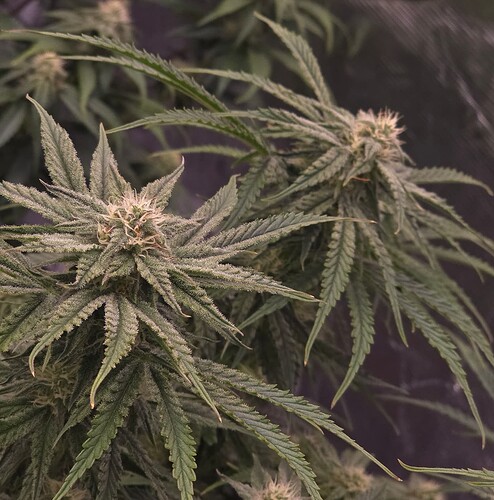 Growreport Bild 5