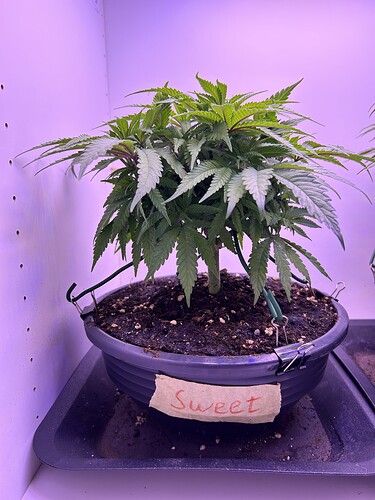Eine buschige Cannabis-Pflanze in einem Topf mit einem 'Sweet'-Schild im Grow-Schrank.