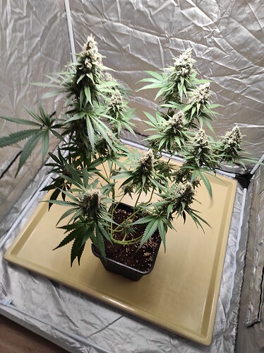 Growreport Bild 19