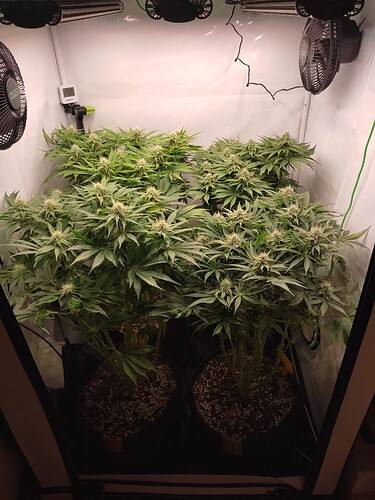 Growreport Bild 1