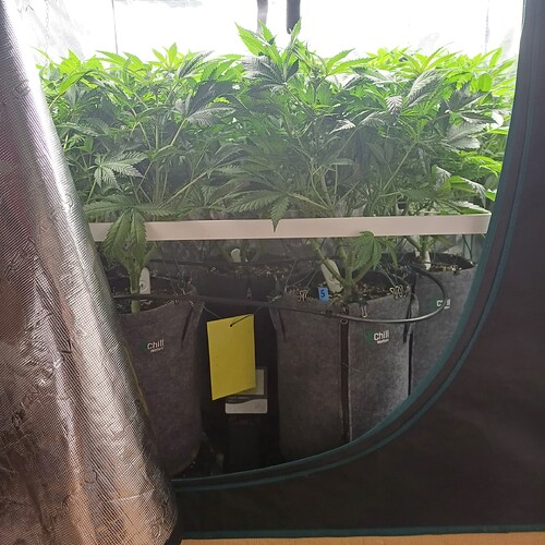 Growreport Bild 28