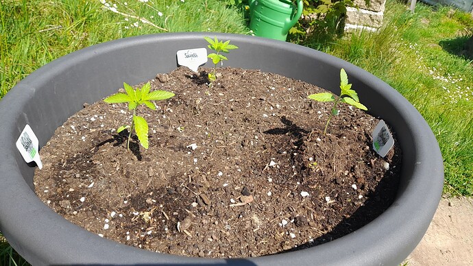 Growreport Bild 10