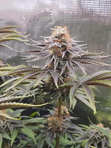 Growreport Bild 7