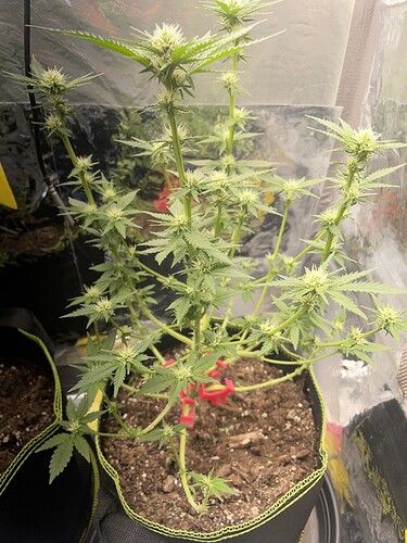 Growreport Bild 1