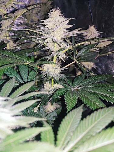 Growreport Bild 66