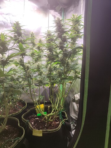 Growreport Bild 3