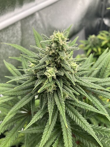 Growreport Bild 2
