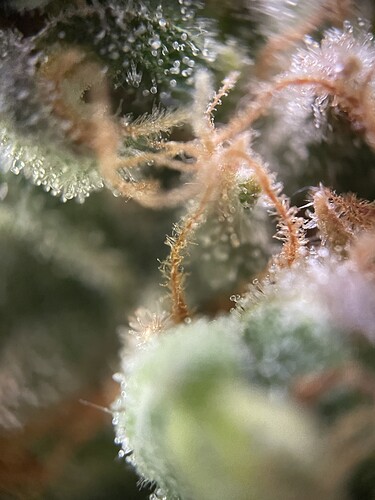 Growreport Bild 36