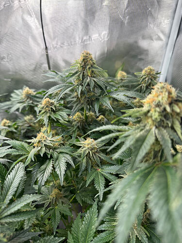 Growreport Bild 21