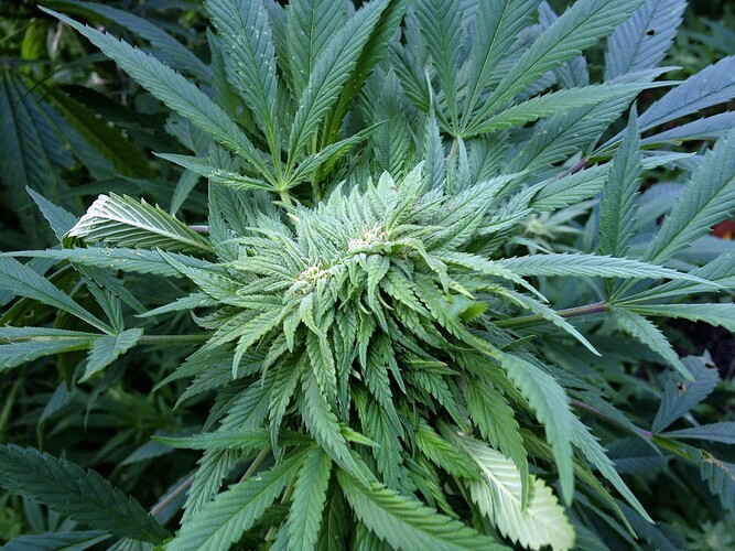 Grow25_1013b_02