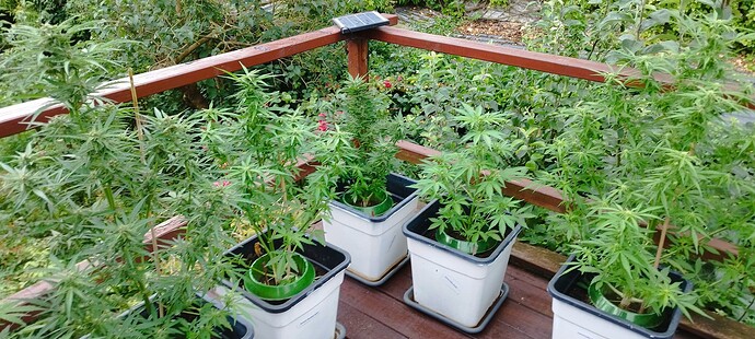 Growreport Bild 1