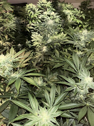 Growreport Bild 34