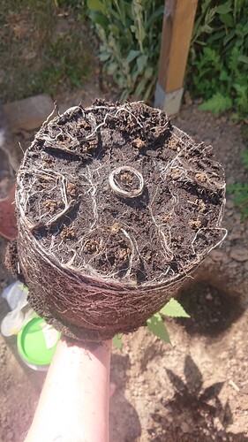 Growreport Bild 31