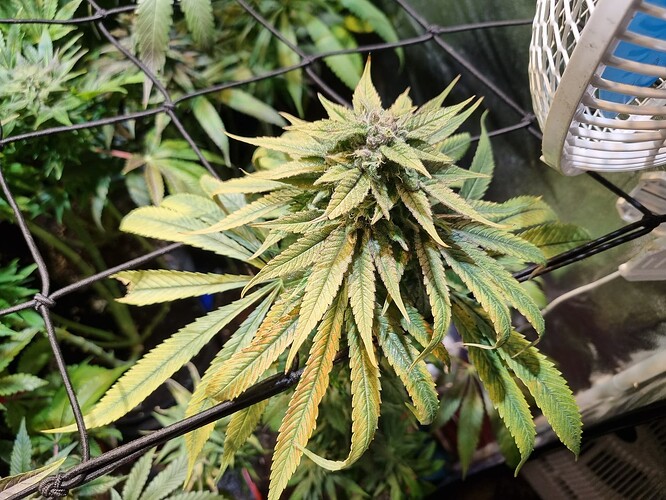 Eine blühende Cannabispflanze mit gelblichen Blättern und sichtbaren Trichomen, die von einem Netz bedeckt ist.