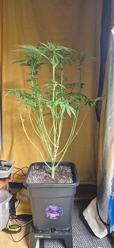 Growreport Bild 41