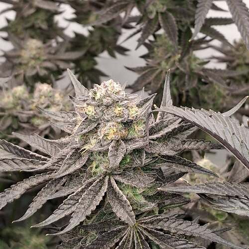 Growreport Bild 34
