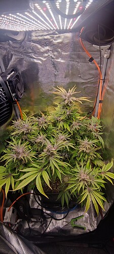 IMG_20250410_044829