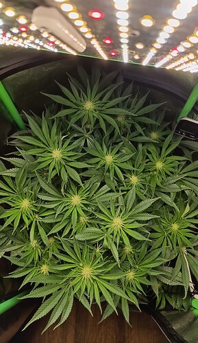 Growreport Bild 5
