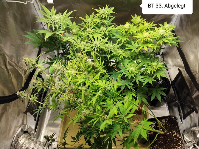 Growreport Bild 5