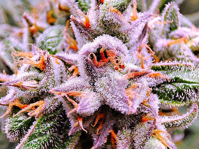Growreport Bild 40