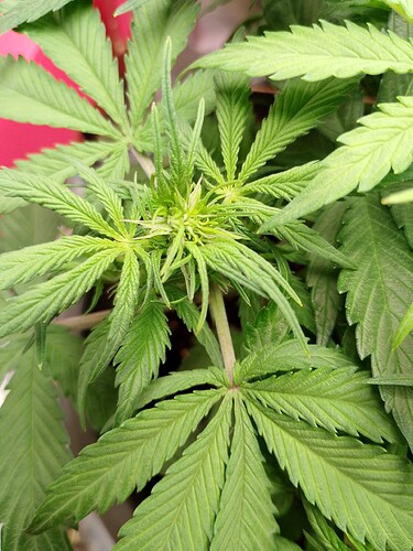 IMG_20240518_222609_PORTRAIT