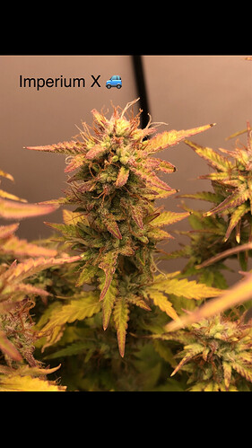 Growreport Bild 1