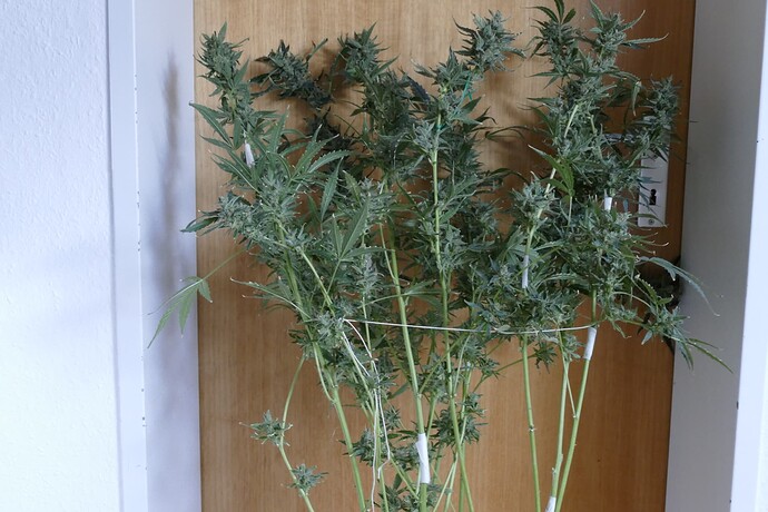 Growreport Bild 2