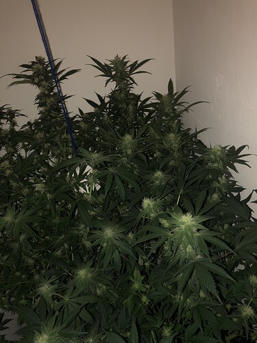 Growreport Bild 3