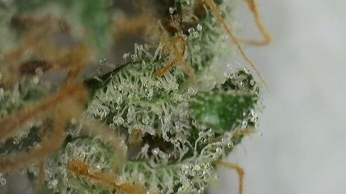 Growreport Bild 3