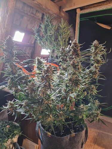 Growreport Bild 3