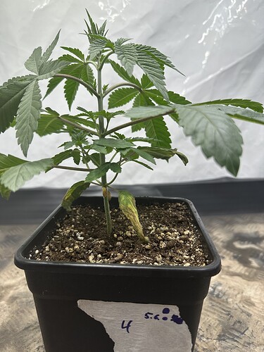 Growreport Bild 12